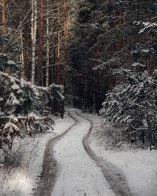 Snowy forest road through pines in the Colorado mountains